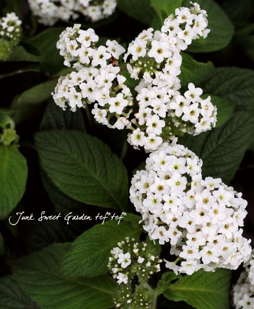 ★特選逸品★超高級☆天然植物香料100％【チベット族秘伝☆ 六度波羅蜜藏香】❤️ 送料無料 ロリータレンピカ 香水 LOLITA LEMPICKA ロリータランド