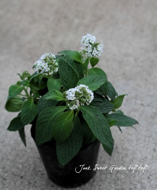 ★特選逸品★超高級☆天然植物香料100％【チベット族秘伝☆ 六度波羅蜜藏香】❤️ 楽天市場】ラブアトラクション無香料(女性用) 製法特許取得の