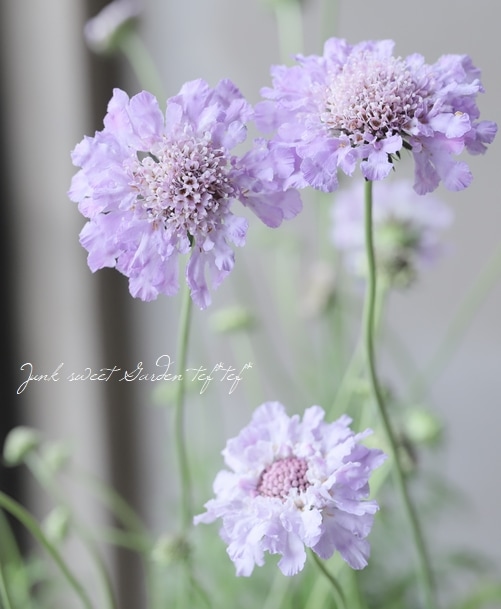 スカビオサ ハーレクイン すべての商品 Junk Sweet Garden Tef Tef