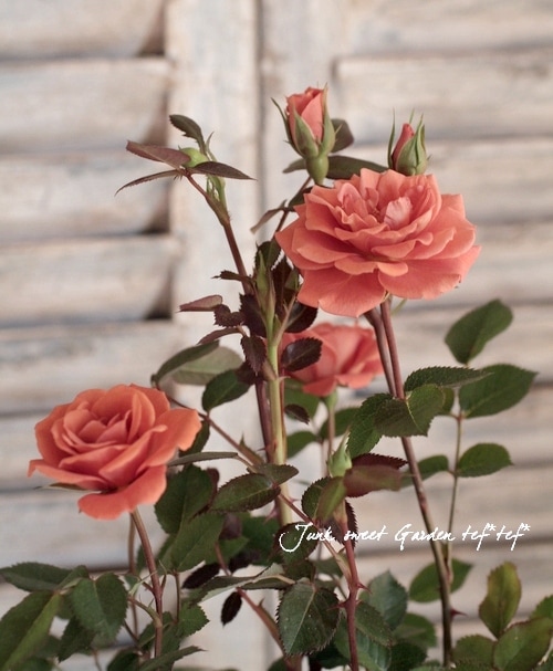 i>Rosa.Min Teddy bear</i><BR><BR>ブラウンのお花が可愛い！<BR