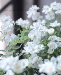 �ߥ˥Х� ��󥲥���������Ȭ����ɱ -���ĥҥ�-��