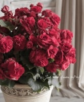 ꡼٥˥<BR>إ롦ǥ<BR>ꥸʥƫȭ6