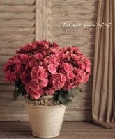 ꡼٥˥<BR>إ롦̡<BR>ꥸʥƫȭ6