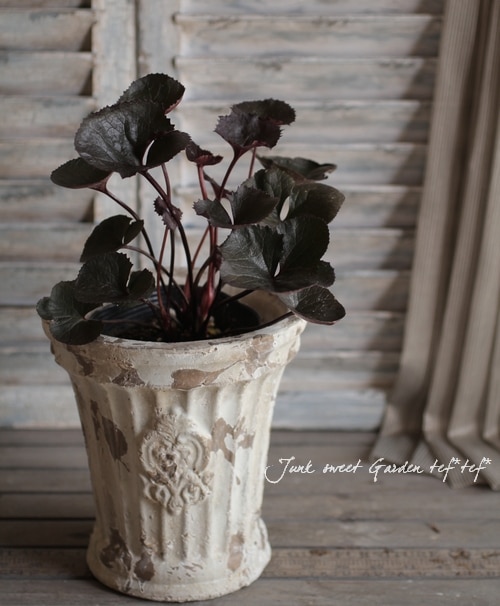 リグラリア 『ブリットマリークロフォード』 | すべての商品 | | Junk