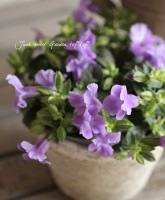 �Ƥ˶������ȥ�˥�<BR>�����꡼�ʡإ֥롼��С���<BR>5���ݥåȿ����ؤ���❤