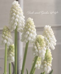 ���ڵ庬��ʪ�� �ॹ���� ���إۥ磻�ȥޥ��å��١�