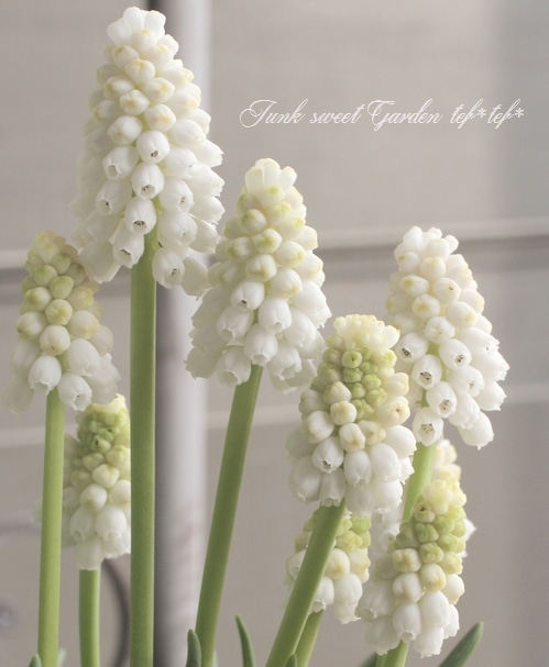 □【球根植物】 ムスカリ 『ホワイトマジック』 | すべての商品