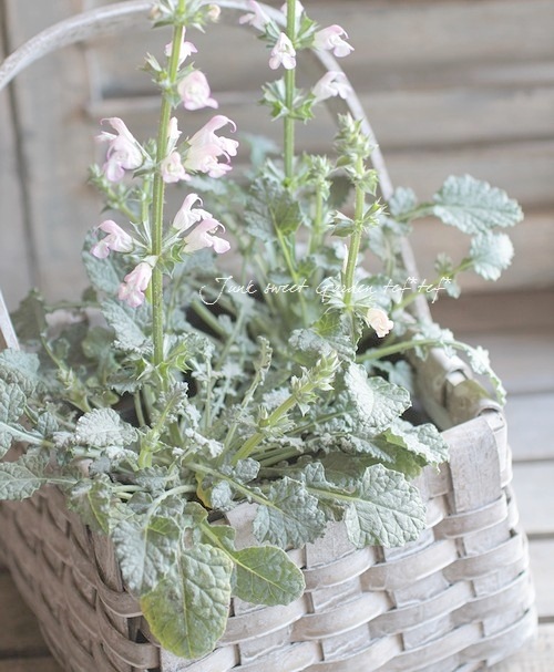 シルバーリーフの宿根サルビア 『タラクサシフォリア』 柑橘系の香り