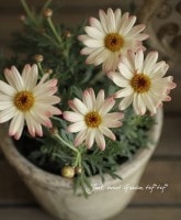 ���٤ʥޡ�����åȡ�<BR>����С�3.5��<BR>�إ��������ץꥳ�åȥ�������