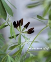 Lotus 'Black Mooney'<BR><BR>���֥饦��Τ���<BR>�����ɤ���������<BR>�إ֥�å��ࡼ�ˡ���