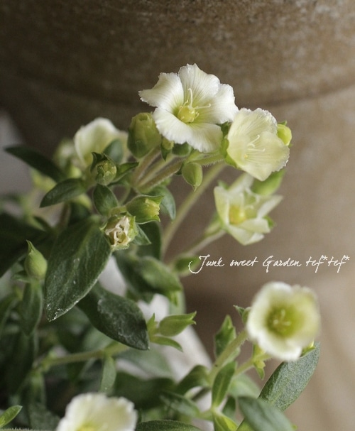 アレナリア 最新品種！<BR>アレナリア<BR>『かぐや姫』3.5寸 | すべての商品