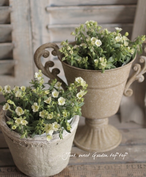 最新品種！<BR>アレナリア<BR>『かぐや姫』3.5寸 | すべての商品