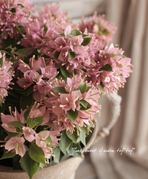 秋まで繰り返し咲く！<BR>こなつシリーズ・5号<BR>ブーゲンビリア