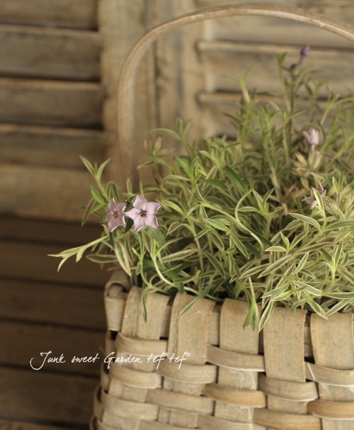 �ɺ��𡪤褯�餯��������ե��å����غ��ե�����❤��