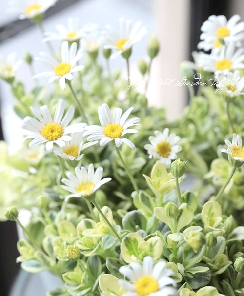 白花ブルーデージー ペガサス すべての商品 Junk Sweet Garden Tef Tef