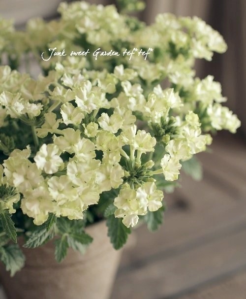 高澤さんちの！宿根大輪で花数の多い！<BR>栄養系バーベナ・ラナイ<BR