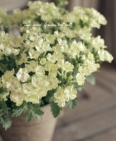 ��߷������Ρ��ɺ����ؤǲֿ���¿����<BR>���ܷϥС��٥ʡ���ʥ�<BR>�إ饤�॰�꡼���3.5����