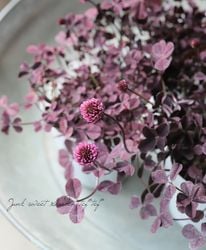 եȥ쥢Сإȥե˥ࡦڥ󥹥ꥢ١