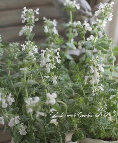 I Nepeta Hybrid I Br Br ネペタ ファッシーニ Br 白花キャットミント Br ファッシーニ アルバ すべての商品 Junk Sweet Garden Tef Tef