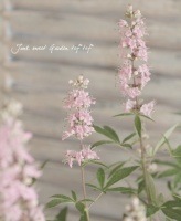 Vitex agunus-castus L.<BR><BR>���Υ˥󥸥�ܥ�<BR>�إ��������ԥ󥯡�