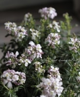 ���нɺ��������ǥ����ե�<BR>���֥��٥ꥹ<BR>�إ����ǥ��ԥ󥯡�