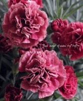 Ѳ롪<BR>͡إĥ͡<BR>5ȭ