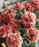 Ѳ롪<BR>͡إԥȥ쥹<BR>5ȭ