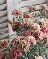 Ѳ롪<BR>͡إޥåȡ<BR>5ȭ