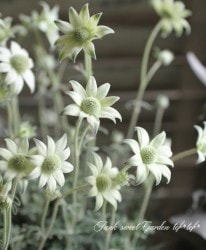 ���إե��ͥ�ե� ��ŷ�ȤΥ����󥯡�