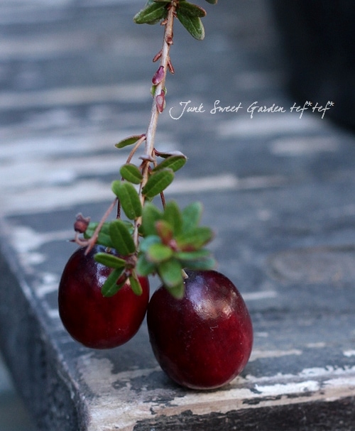 �֤��¤��İ���❤�͵��μ¤�Υ����٥꡼��̾ �Ĥ뤳����⡦�������