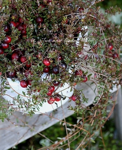 �֤��¤��İ���❤�����٥꡼��̾ �Ĥ뤳��������硪6��ȭ