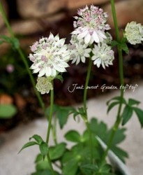 ڲ֤ͭ̾ʥȥ㡡إХåɡ