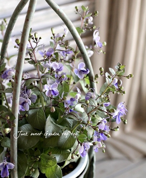 ウガンダオオツノハナムグリ 標本 7.5cm青 紫色・ザイール産 Yahoo!オークション -「ゴライアス 標本」の落札相場・落札価格