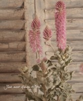 ¿���Τ褦���դäѡ�<BR>�إץƥ�����������<BR>5��ȭ