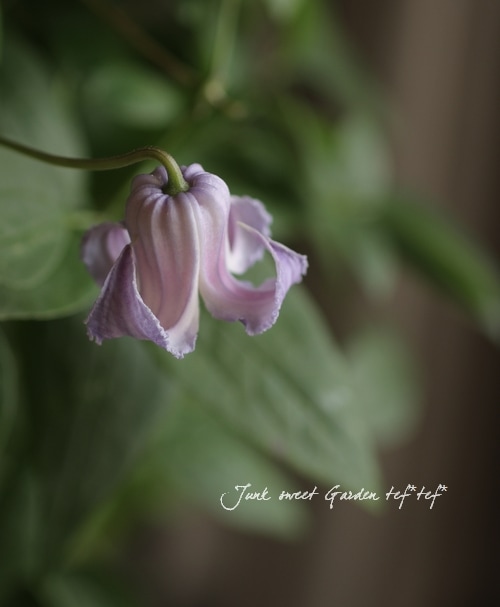 壷型クレマチス<BR>『クリスパ・エンジェル』<BR>6号株 | すべての商品