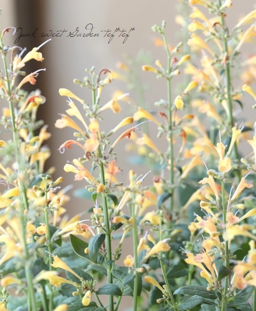 アガスターシェ ピーチマルガリータ すべての商品 Junk Sweet Garden Tef Tef