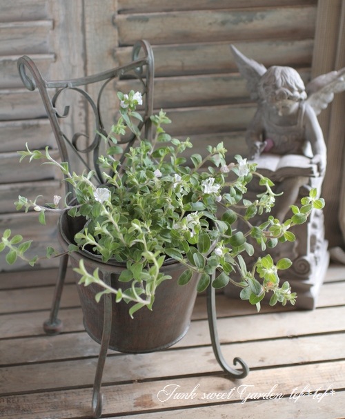 アメリカンホワイト　１苗。限定。エボルブルス　白　花木 エボルブルス サマースノー - OZ'PLANTS