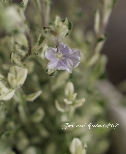 這性エボルブルス<BR>斑入り種！『テルノアフロディーナ』<BR