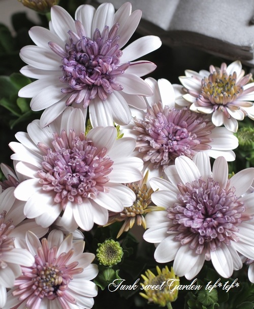 オスミウム5個セット ウッドブラインド ピスタチオグリーン（K-23）/ MADOROMI – 【セキカグ