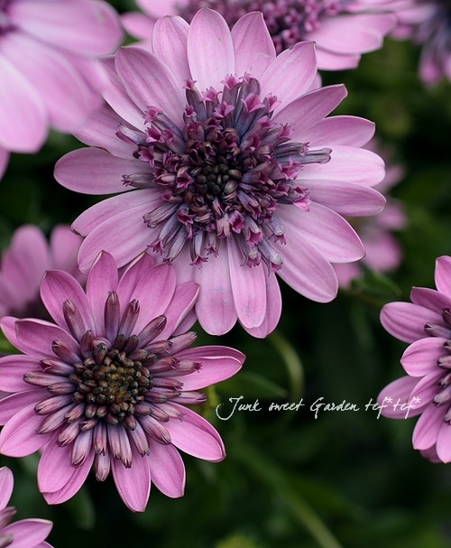 八重咲き！<BR>オステオスペルマム<BR>『ダブルピンク』3.5寸 | すべて