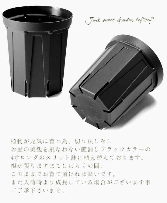 八重咲き！<BR>ガイラルディア<BR>レッド | すべての商品 | | Junk