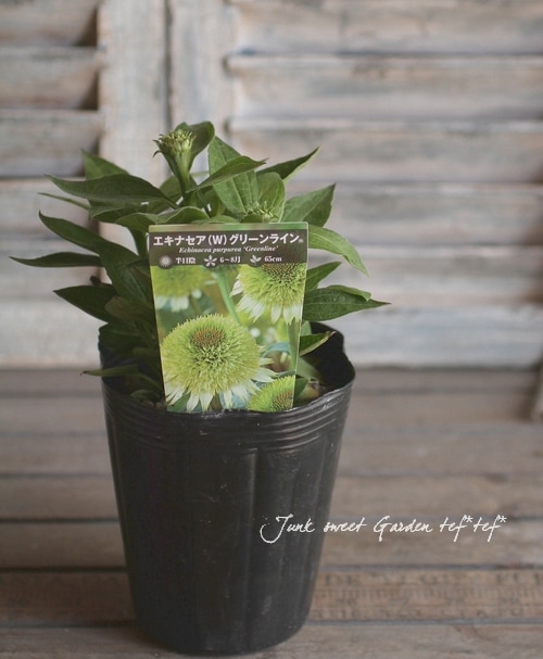 Echinacea <BR><BR>八重咲きエキナセア<BR>『グリーンライン』<BR>植え