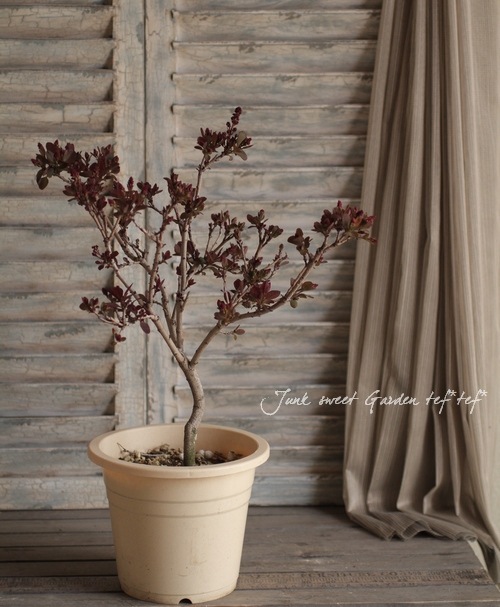 SALE】ナチュラル ミニリース ポポラスベリー スモークツリー カシワバ