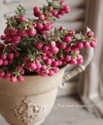 ڥͥåƥϥåԡ٥꡼/ǥ٥꡼إåɡ