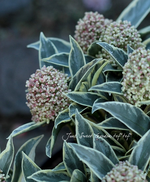 M.SUZUKI スズキ　MAGIC GARDEN マジックガーデン スズキ ストリートマジック 1997年式 CA1LBの諸元・スペック情報