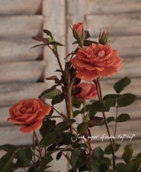 �ߥ˥Х顡�إƥǥ��٥��١�