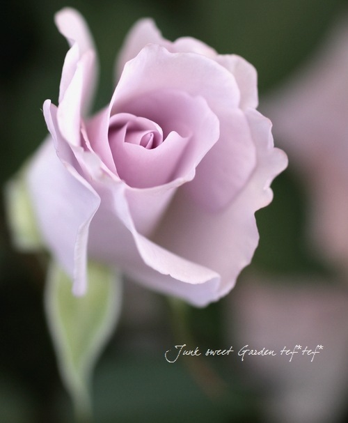 バラ苗・フロリハンダ<BR>四季咲き.<BR>『ブルーインパルス』 | すべて