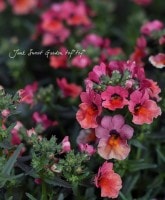 <i>Nemesia caerulea</i><BR><BR>�ɺ��ͥ᥷������ץ쥷��<BR>�إ��ץꥳ�åȡ�