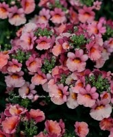 <i>Nemesia caerulea</i><BR><BR>�ɺ��ͥ᥷������ץ쥷��<BR>�إ���ƥ������ԡ�����
