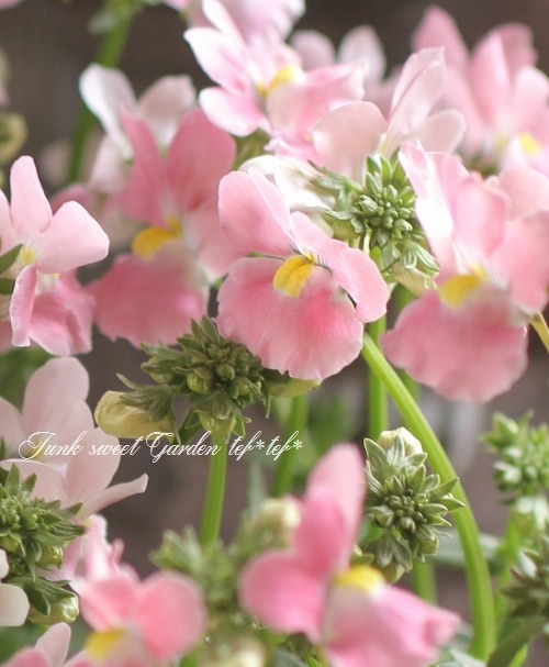 �ɺ��ͥ᥷�����᡼�ƥ롡��˨���ҡ�